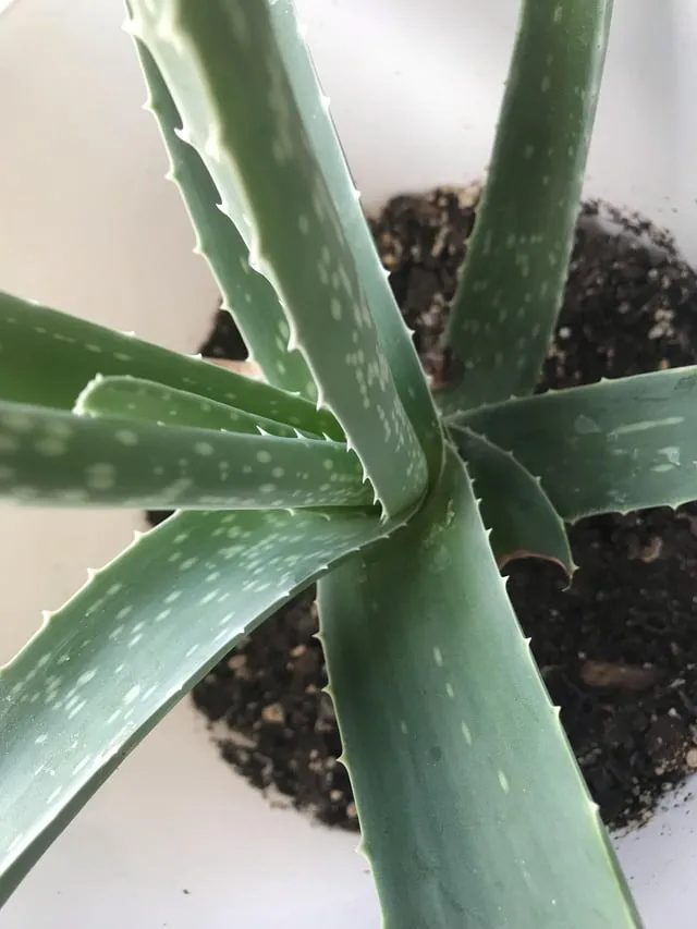 초저조도 식물 추천 빛부족집 관리요령 물주기간격 식물등활용_4