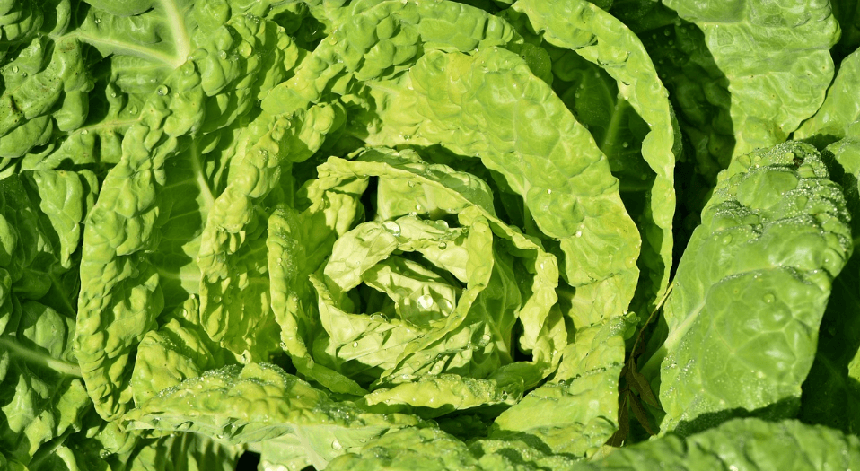 장염에 좋은 음식 사진 - 114