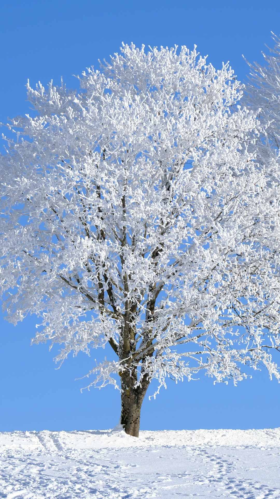 snow wallpaper