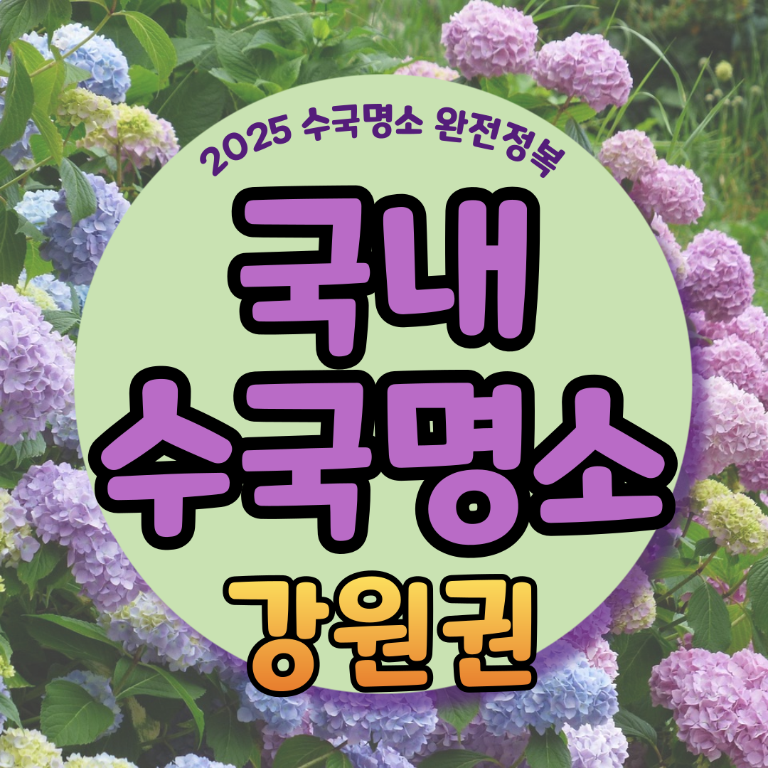 강원권 수국명소 추천 7곳, 여름 여행지로 꼭 가봐야 할 인생샷 스폿 총정리