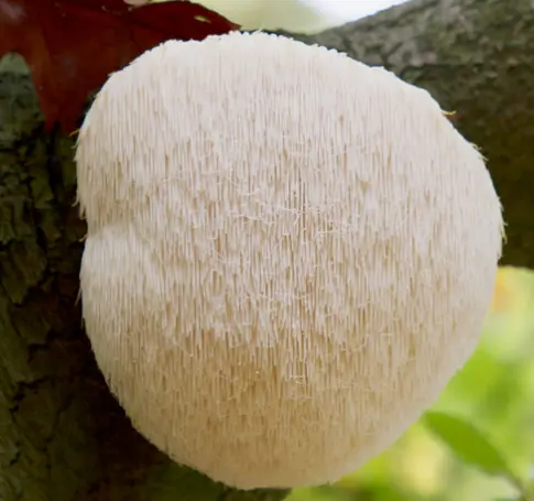 노루궁뎅이버섯 효능 및 영양성분