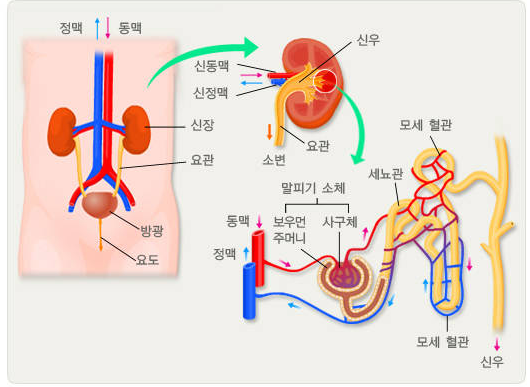 신장의 해부학적 구조