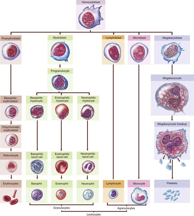 [D50-D89] Ⅲ. 혈액 및 조혈기관의 질환과 면역메커니즘을 침범한 특정 장애(D50-D89)