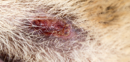 알레르기로 딱지가 있는 고양이.