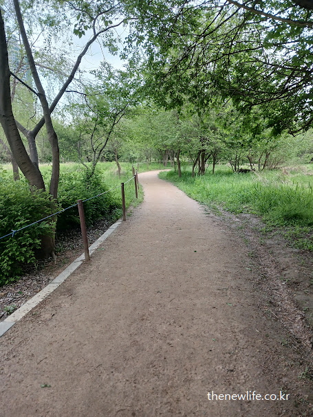 뽕나무가 양쪽에 늘어선 여의도 샛강 뽕잎 효능 탐방 산책로