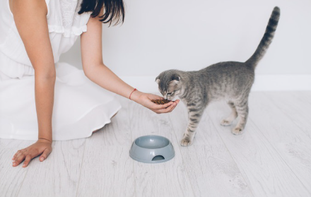 손접시로 음식을 주는 여자와 고양이.