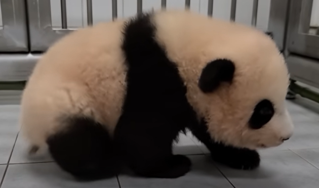 걷기 시작하는 푸바오