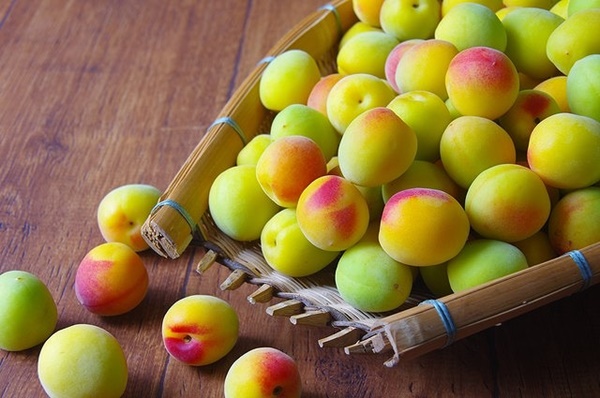 매실 액기스 효능