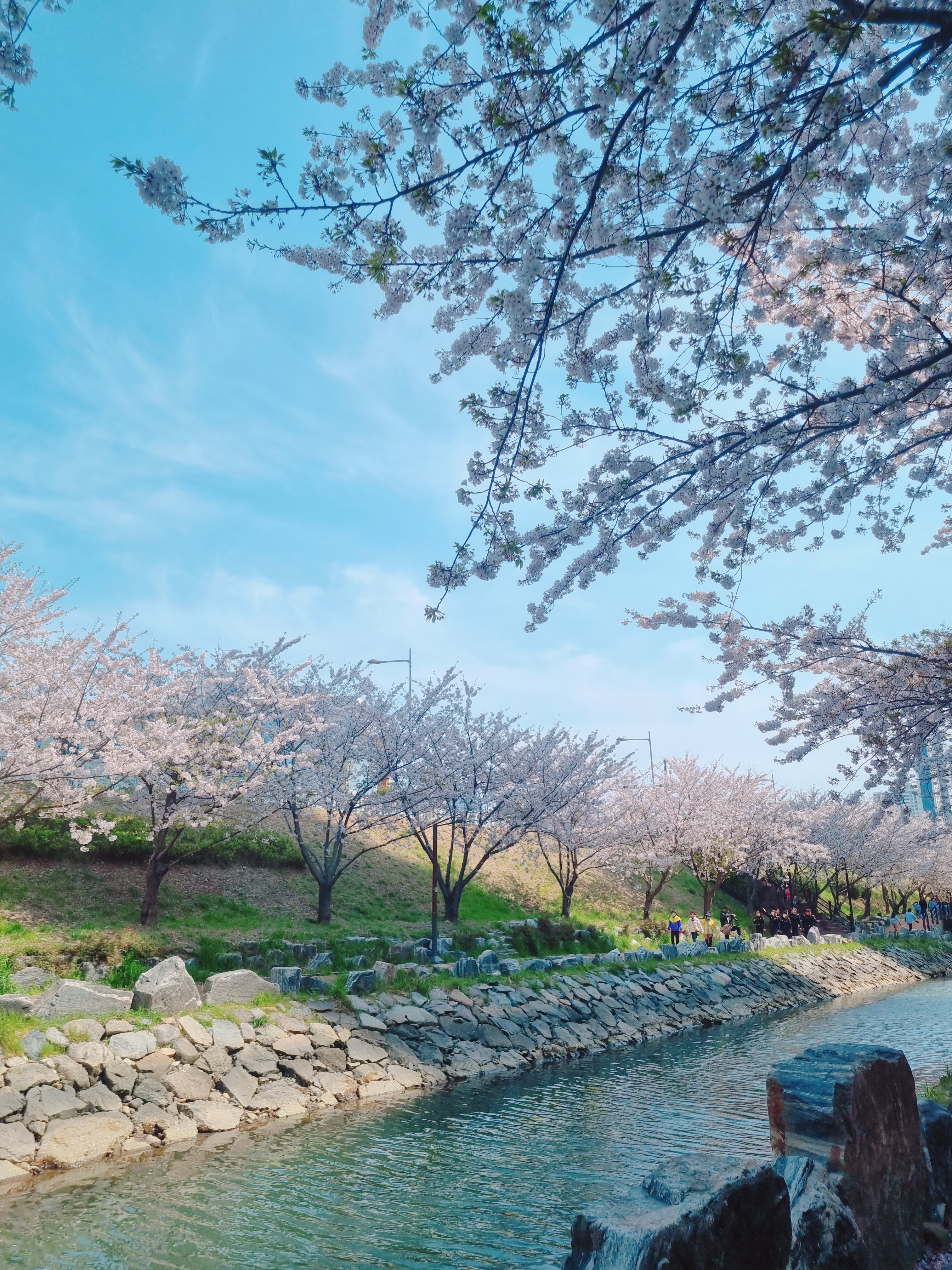 영도 동삼해수천 벚꽃길