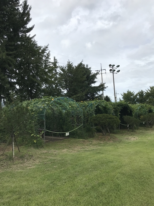 그린커튼 카바나