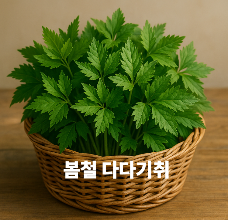 활성산소제거 노화방지 장건강개선 빈혈예방 봄철 다다기취 효능 영양성분