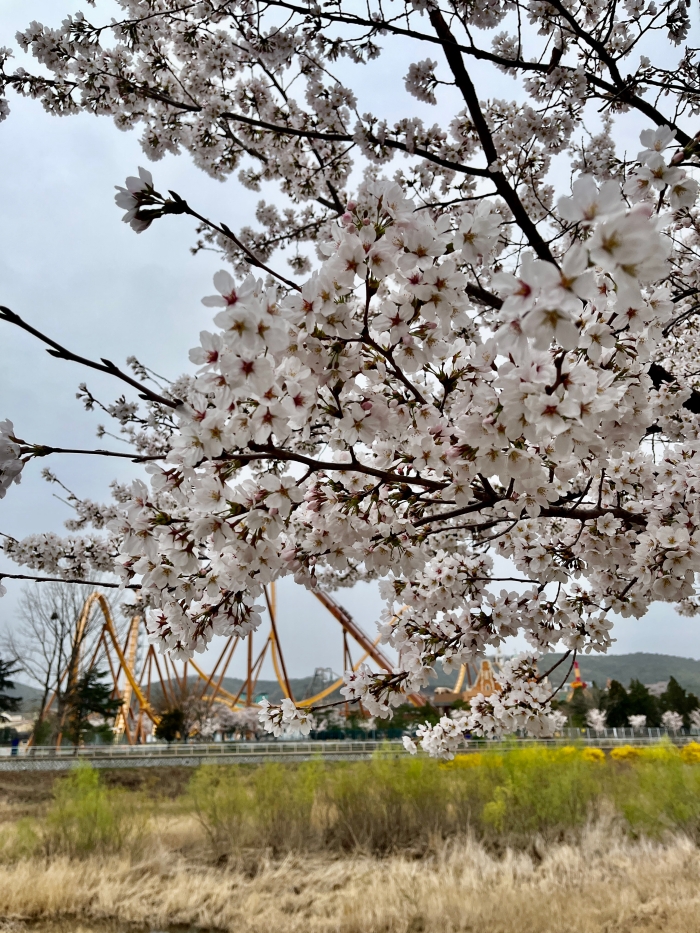 경주 벚꽃