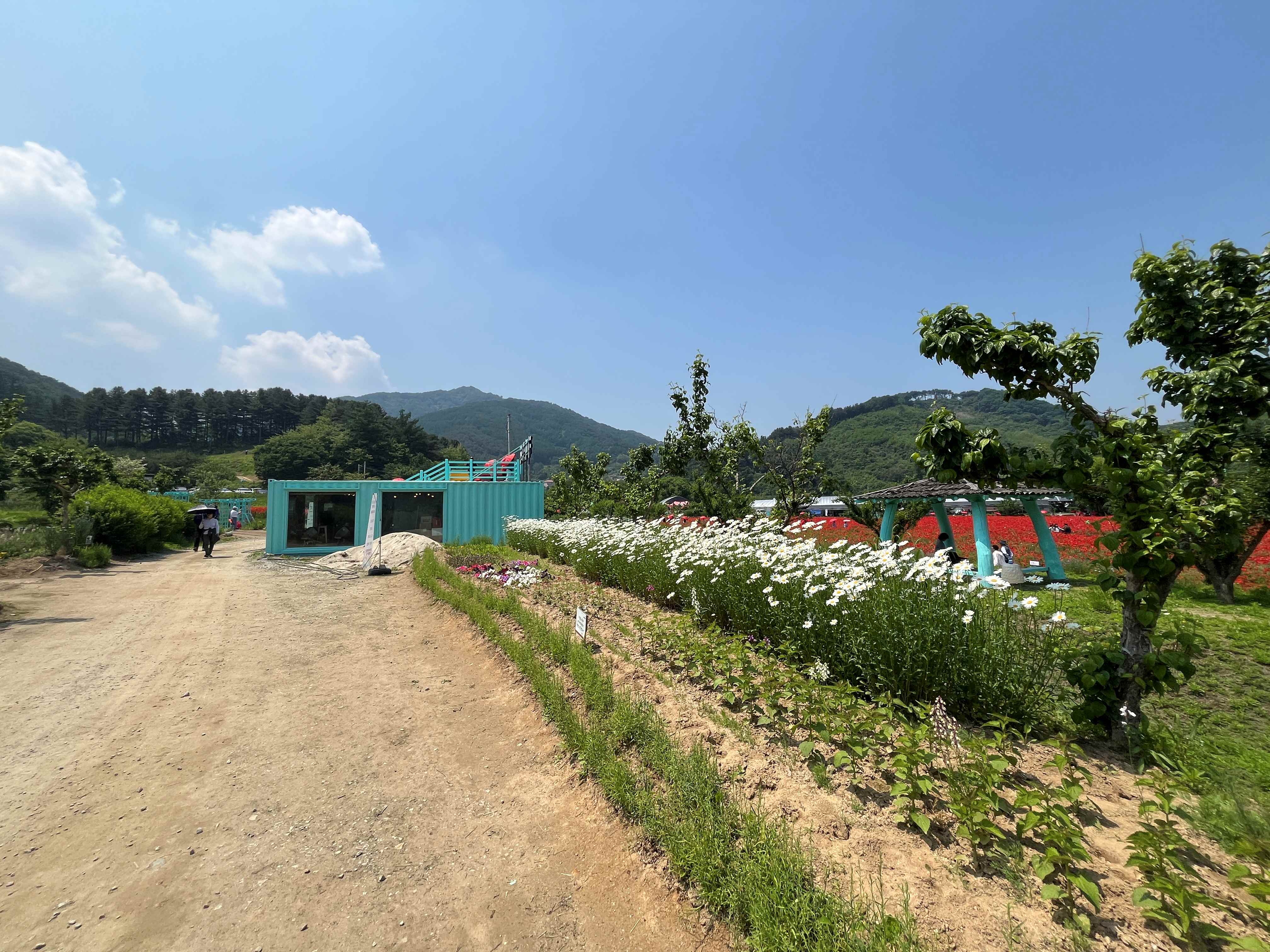 용수골 꽃양귀비 축제