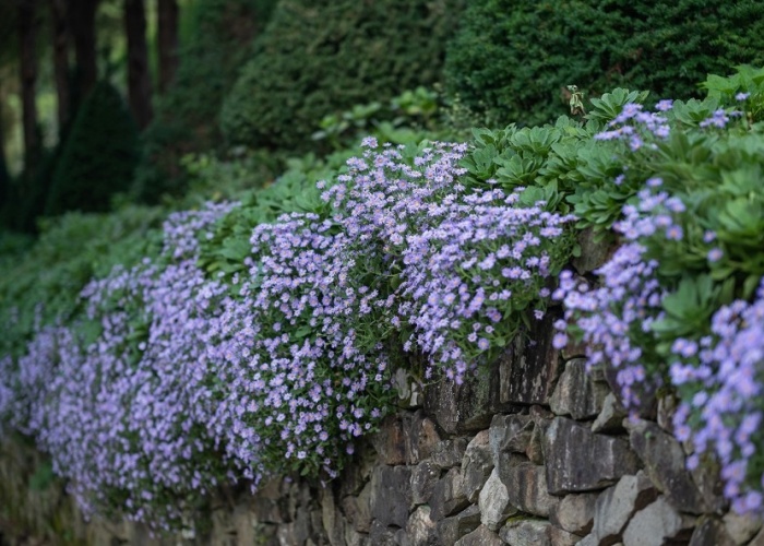고성그레이스정원-가을풍경
