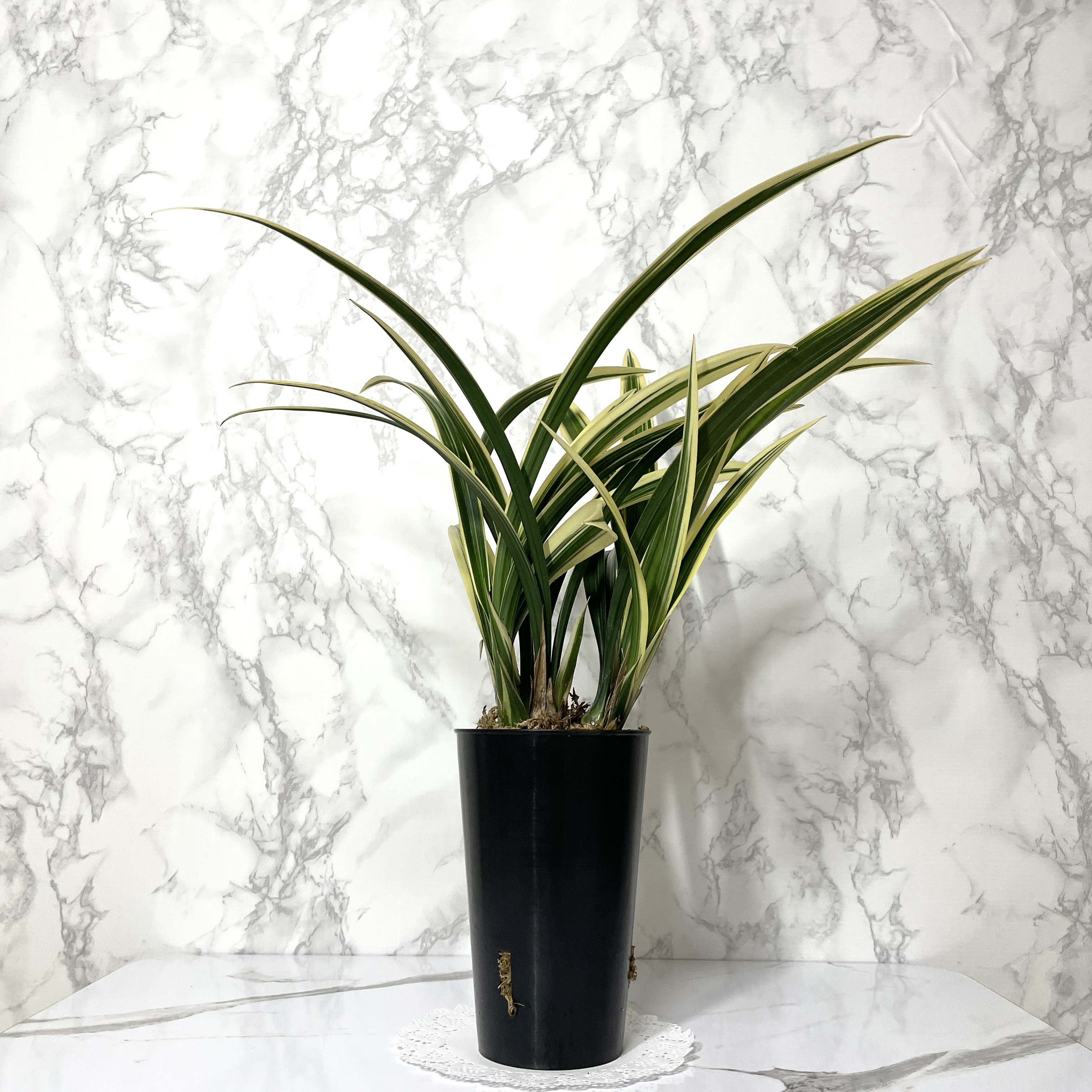 동양 난 키우는 방법 물 주는 방법