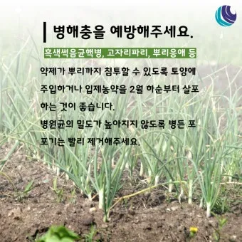 농사 병해충 예방법 진딧물 응애 노균병 탄저병 대처_20