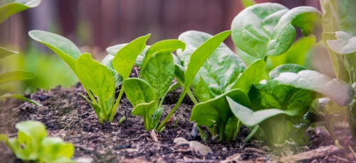 마그네슘 이미지