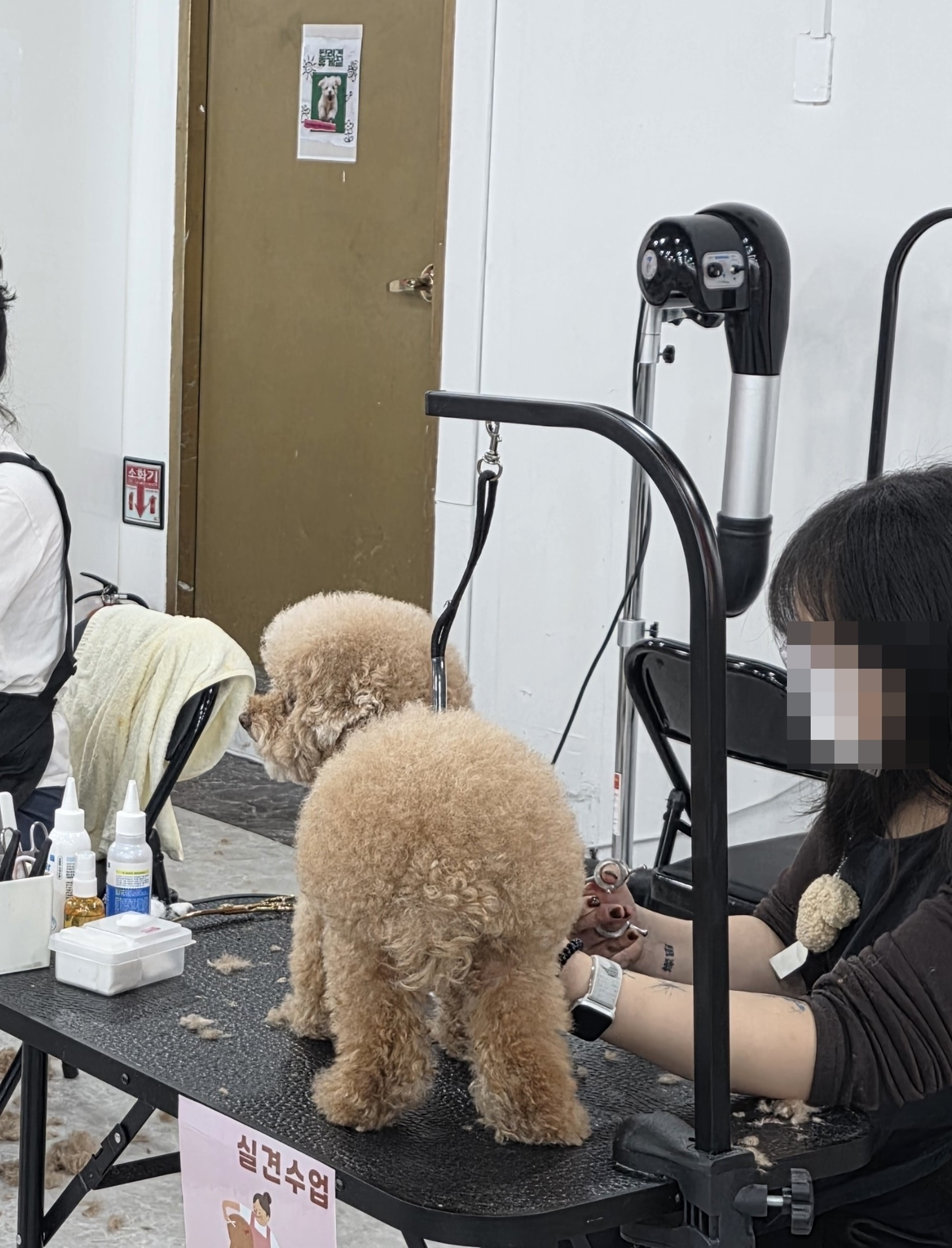 광명애견미용학원