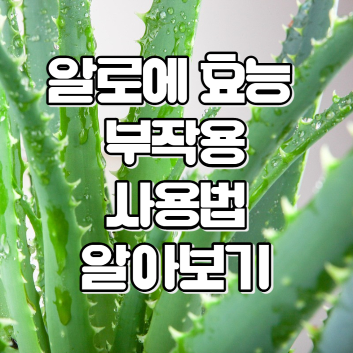 알로에 효능, 부작용, 사용법 알아보기