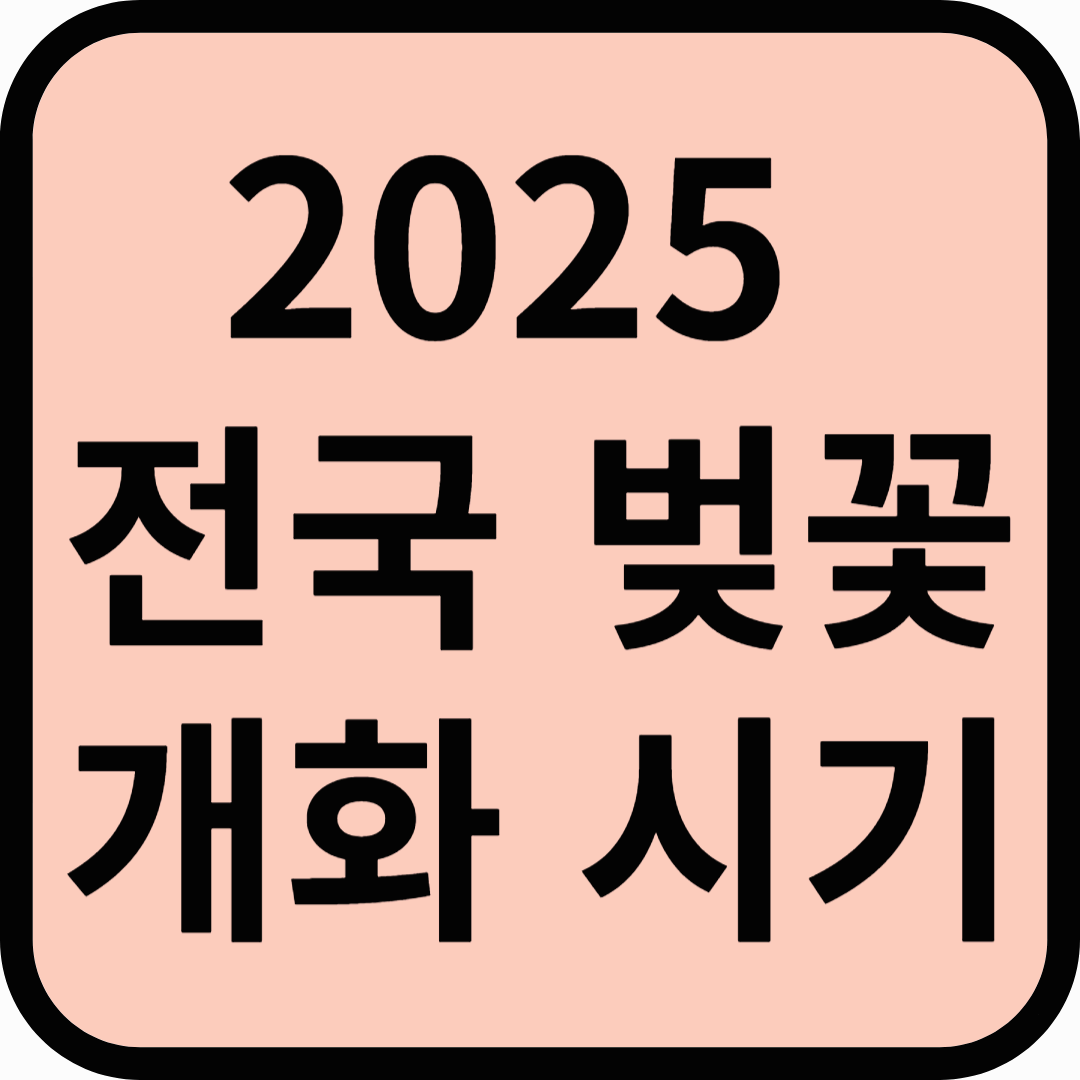 2025 벚꽃 개화시기