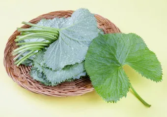 곰취 먹는방법 쌈 무침 장아찌 만드는법 요리 데치는방법_9