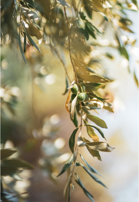 올리브 열매 사진