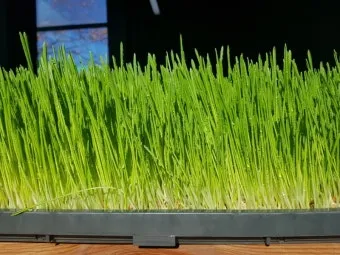 새싹보리 재배 발아 온도 물 분무 수확 시기_7