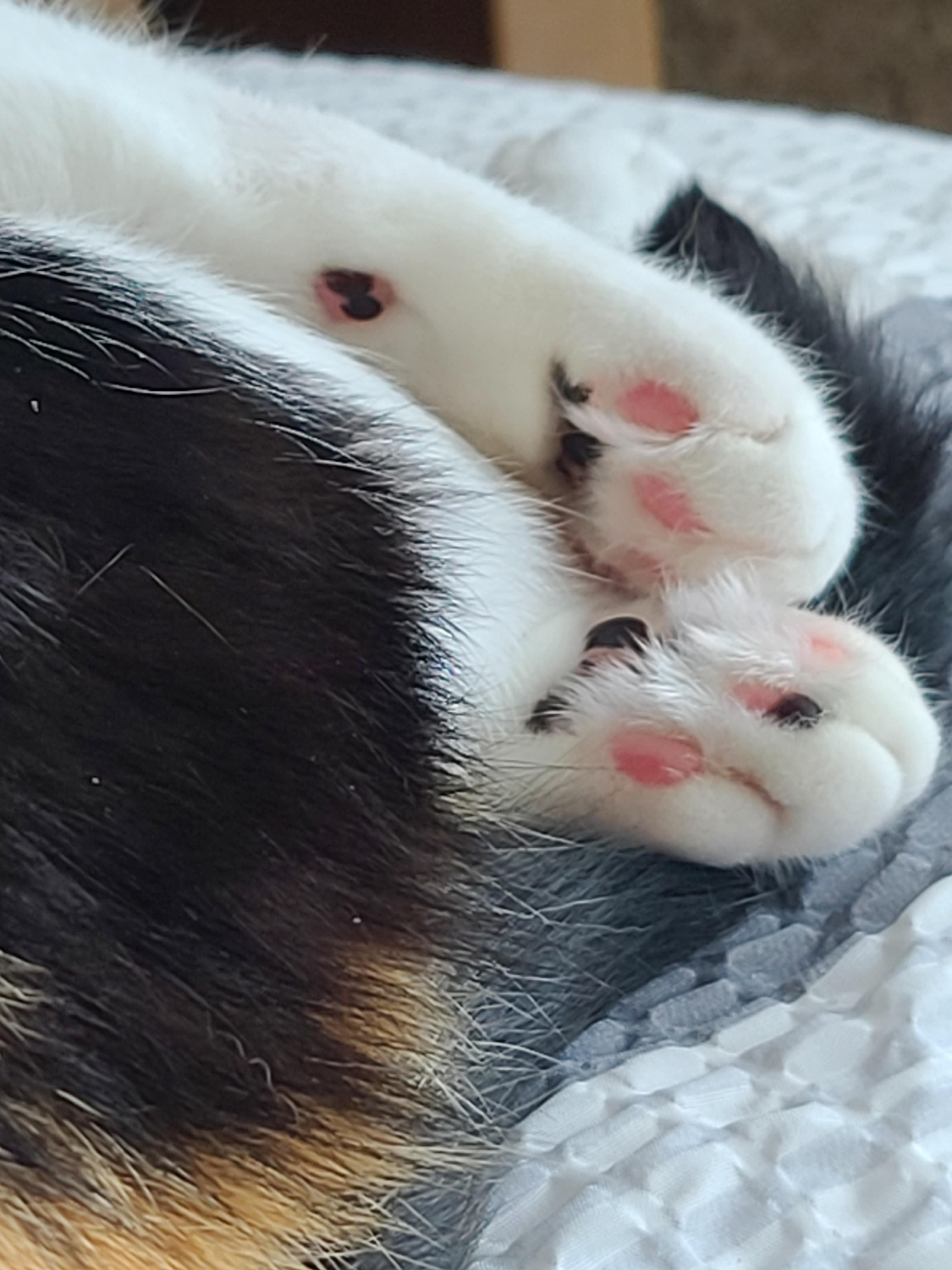 까칠도도 다다의 주식에 관한 이야기. 다다가 사료를 거부하게 된 이유.