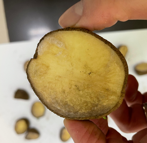 절단면 굳은 모습