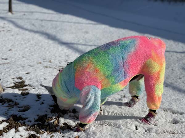 형형색색의 옷을입은 강아지