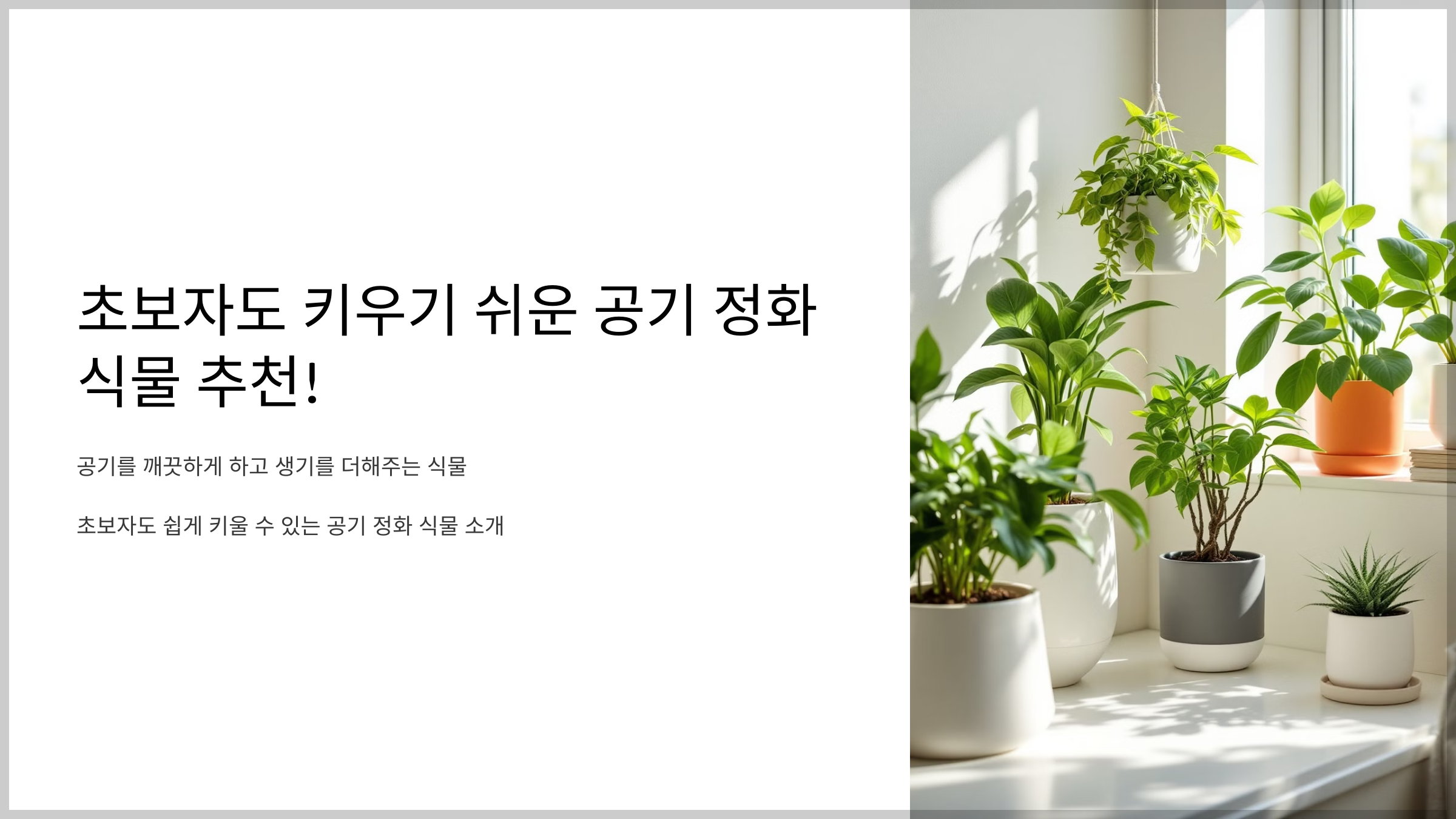 초보자도 키우기 쉬운 공기 정화 식물 추천!