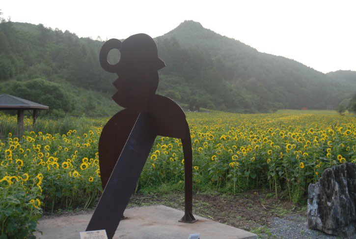 태백 해바라기축제