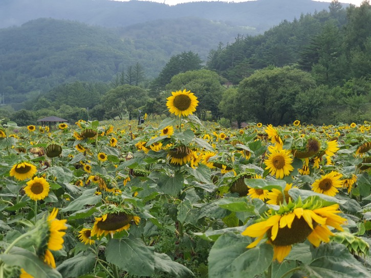 태백 해바라기 축제 2025 일정 및 즐길 거리 총정리!