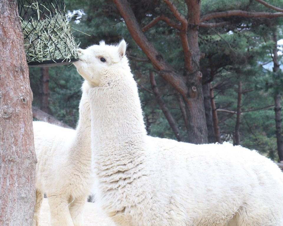 네이처파크 플라워페스티벌 2025