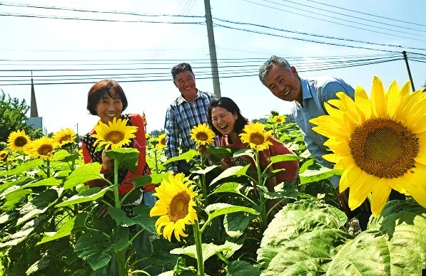 해바라기 재배 파종 깊이 지주 세우기 씨앗 수확_4