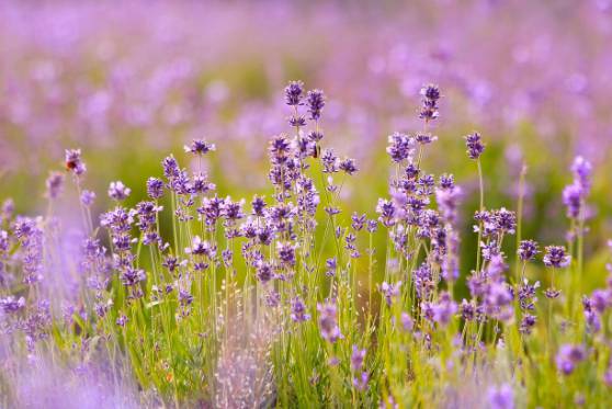 2025 무릉별유천지 라벤더 축제