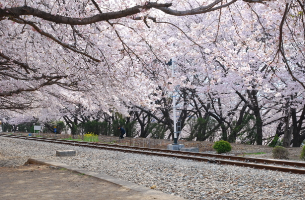 [6시 내고향] 경남 창원 벽화마을&amp;#44; 우체국&amp;#44; 행정시설&amp;#44; 기차역&amp;#44; 벚꽃빵 정보