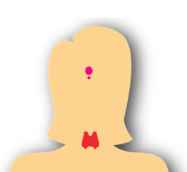 갑상선 위치 사진