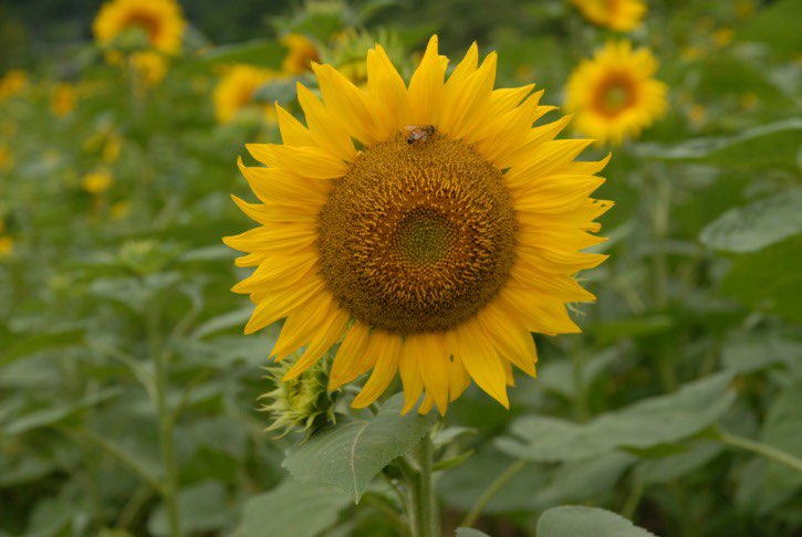 태백 해바라기축제