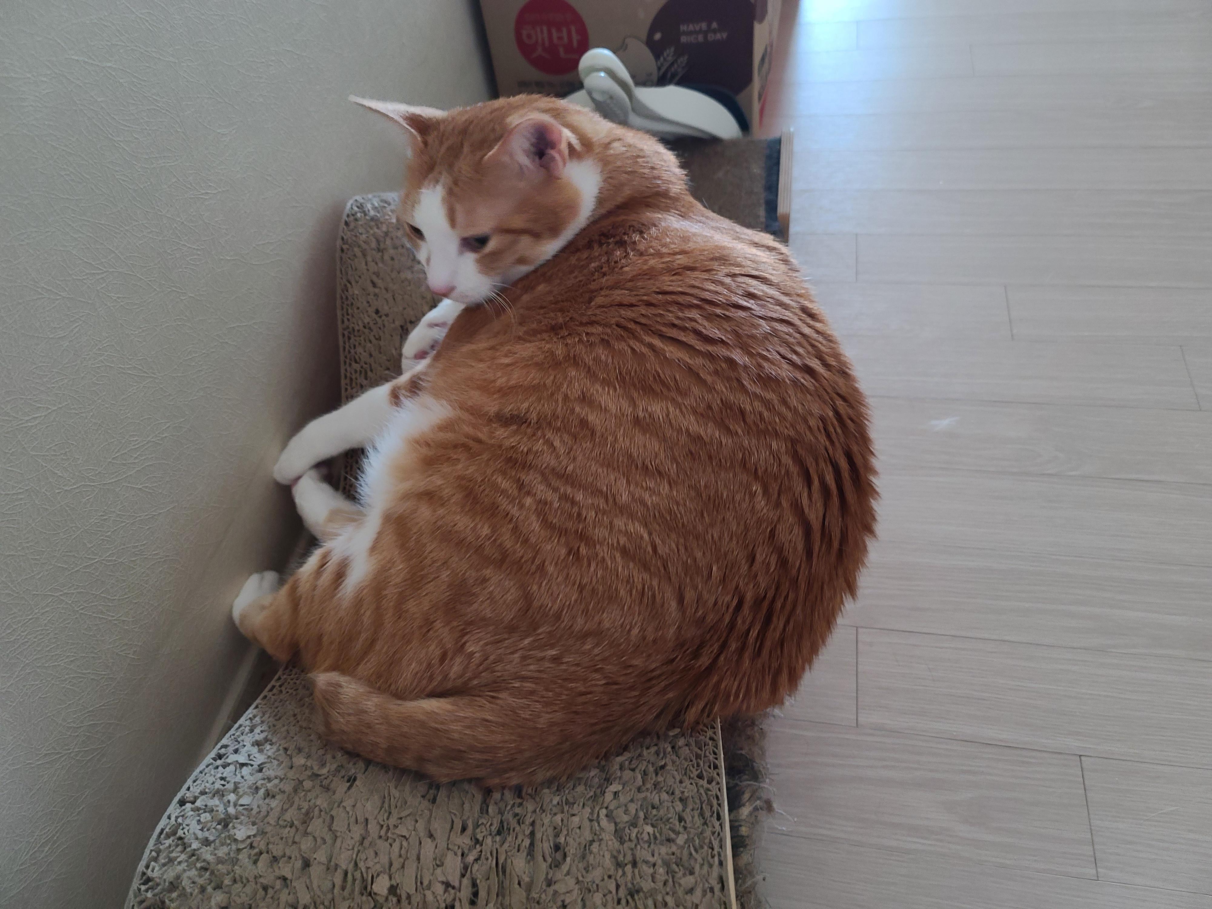 흘러내릴듯 흘러내리지 않는...보는 사람만 불안한 고양이 수면자세.