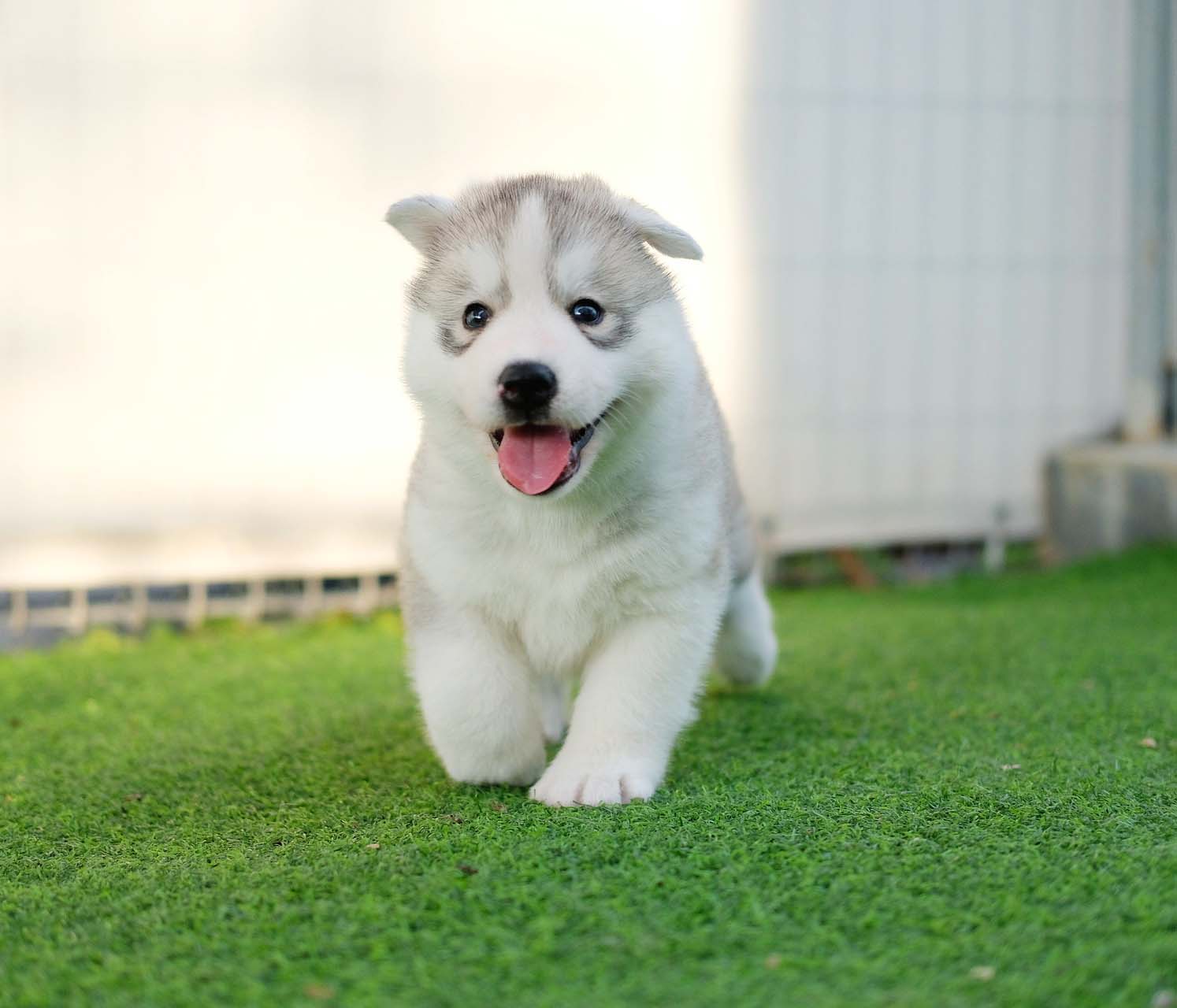 강아지 관련 사진