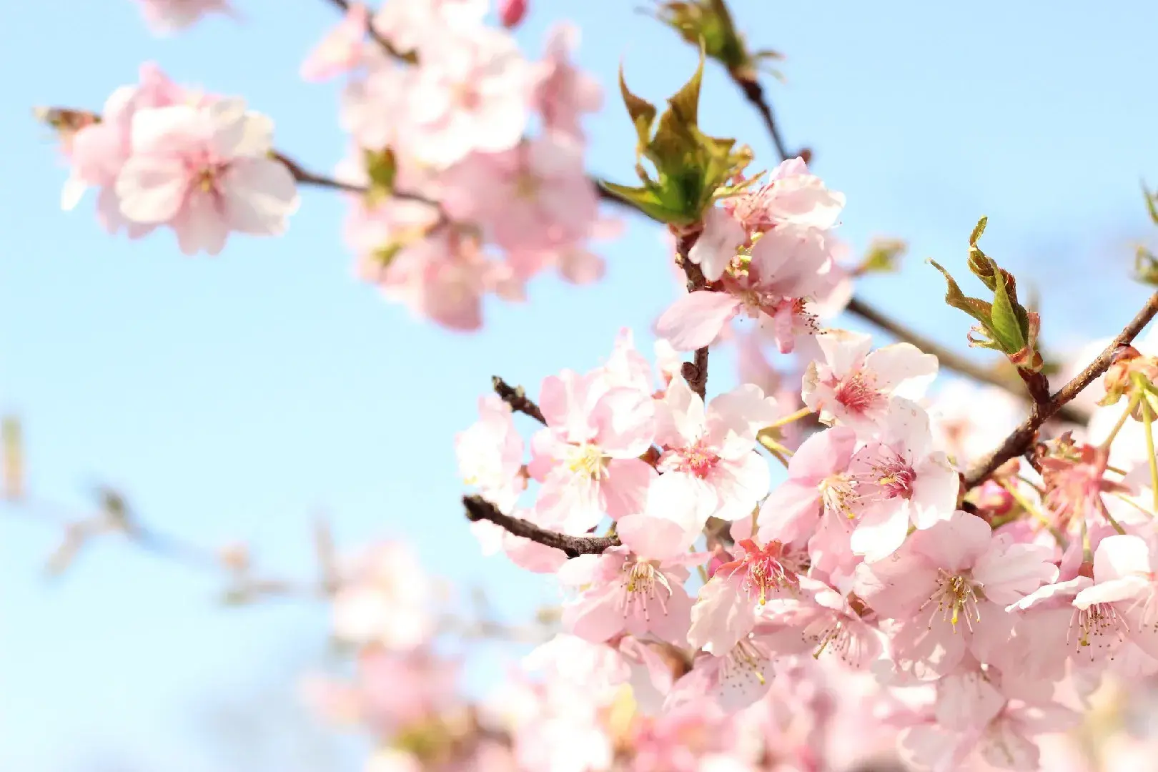 2024-여의도-벚꽃축제-팁