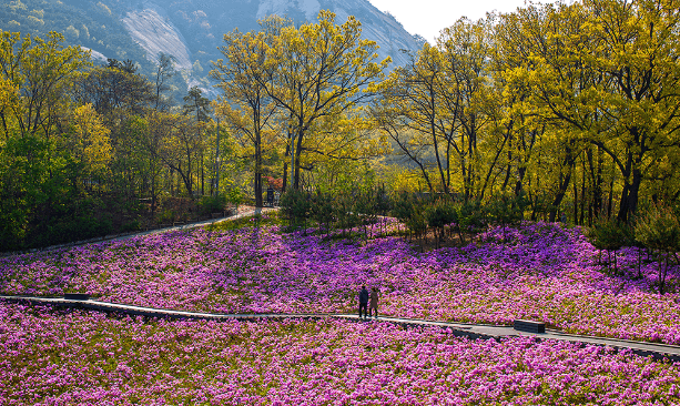 철쭉 축제 하는 곳
