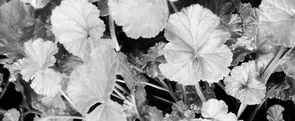 코코넛 제라늄 (코코넛향 제라늄)