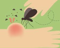 skeeter syndrome