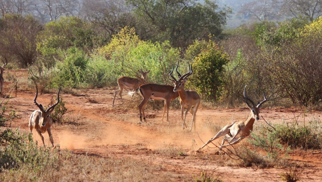 케냐 마사이마라 국립공원 사진