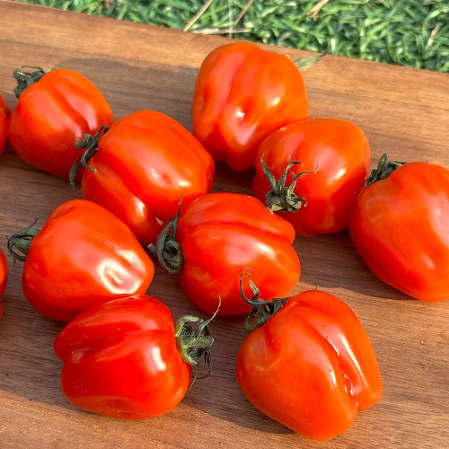 루비벨-토마토-가격-맛-파는곳-미백-자외선차단-효능