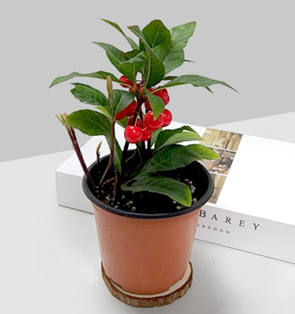 공기정화 식물 백량금