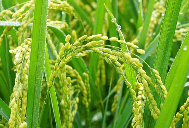 잘 익은 곡식들이 고개를 숙인채 있다. 잎은 푸르고 알곡은 꽉 찼다.