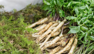 금산 삼계탕축제